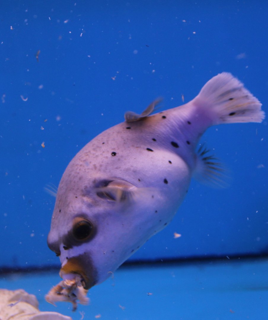 Black-spotted pufferfish - Arothron nigropunctatus