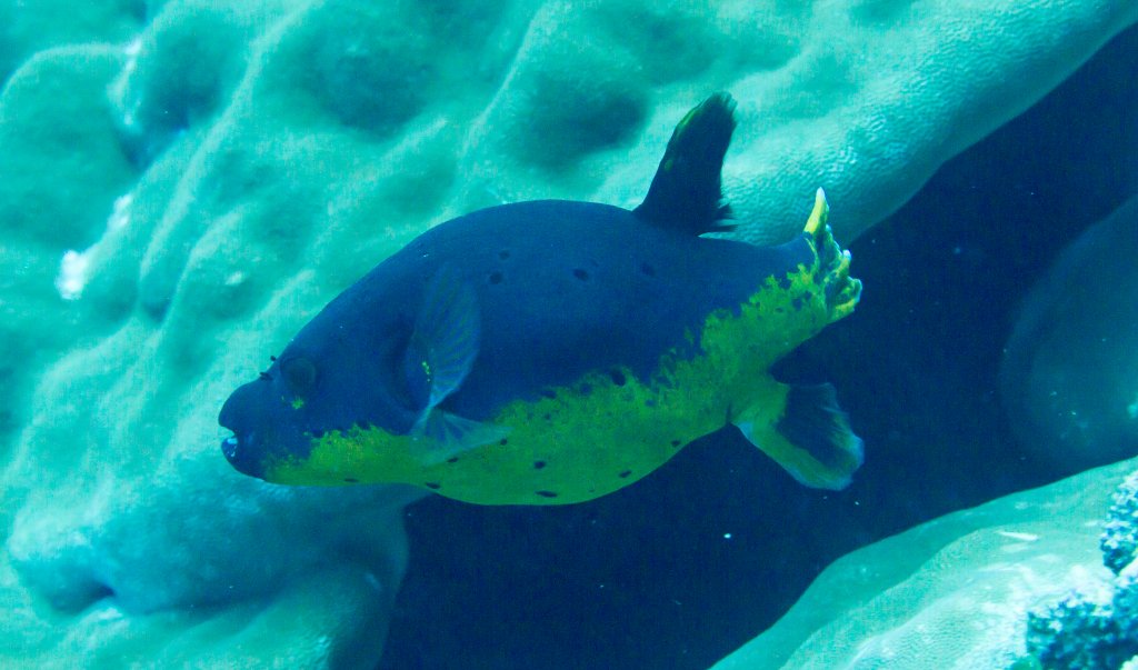 Black-spotted Pufferfish