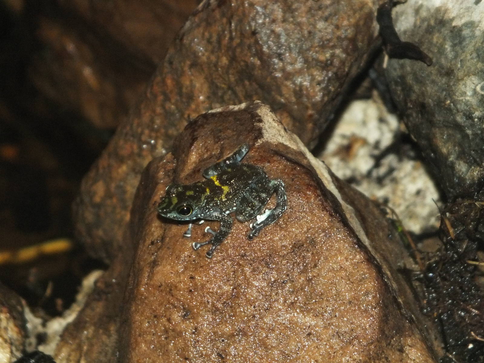 Black-spotted Rock Frog (Staurois guttatus) at Zoo Leipzig - April 7th 2014