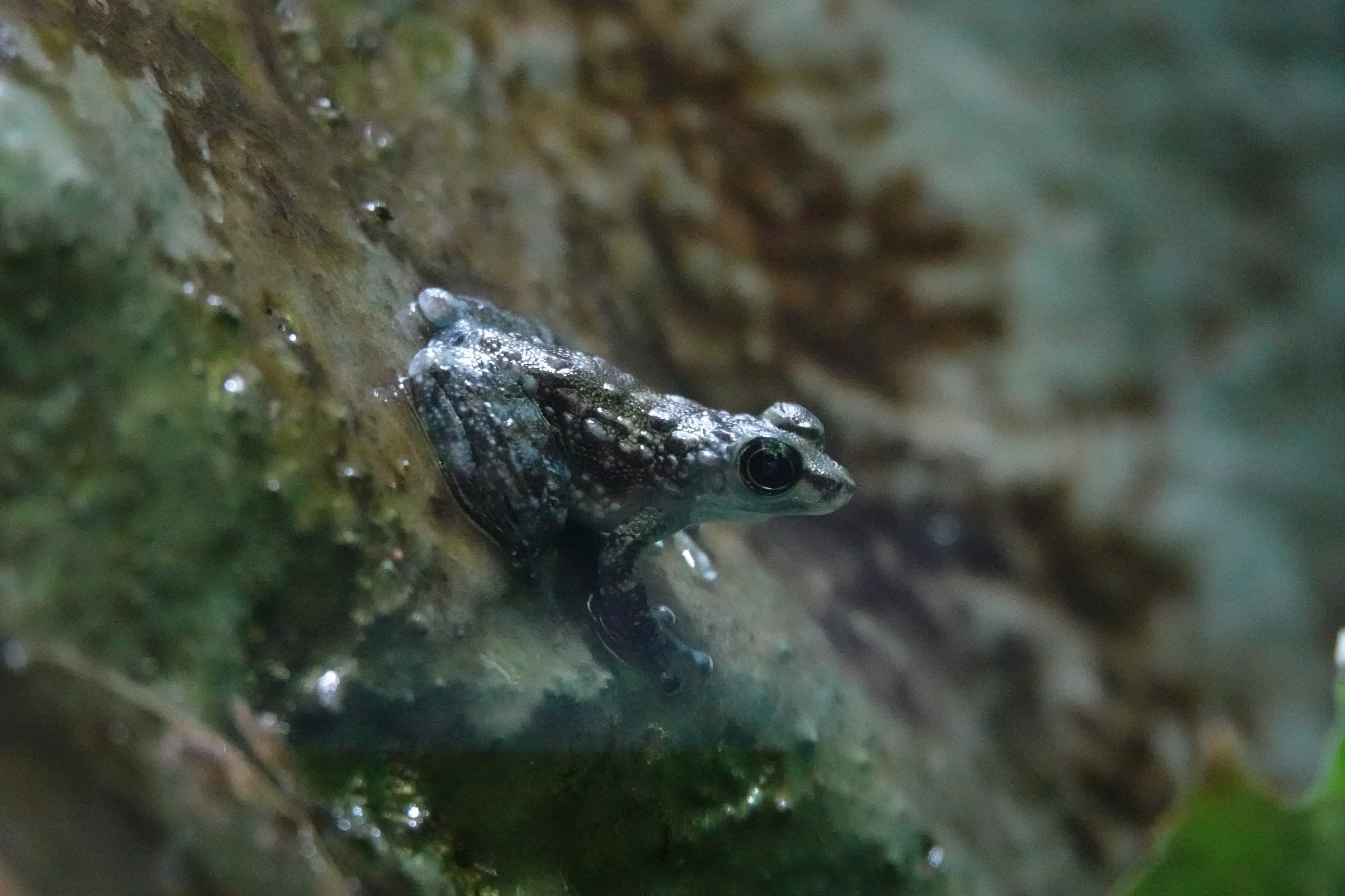 Black-spotted rock frog