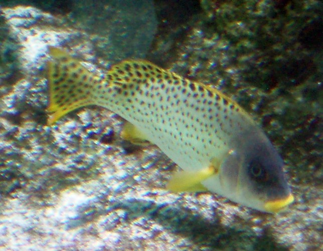 Black-spotted Rubberlip (Plectorhinchus gaterinus)