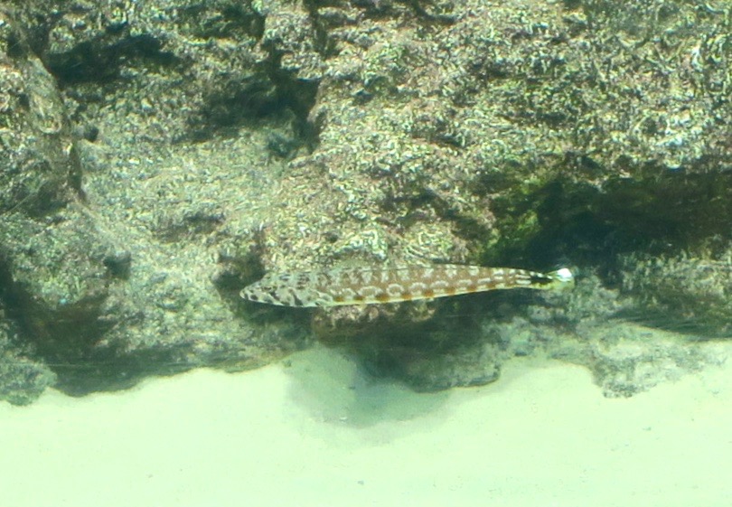 Black-Spotted Sandperch (Parapercis millepunctata)