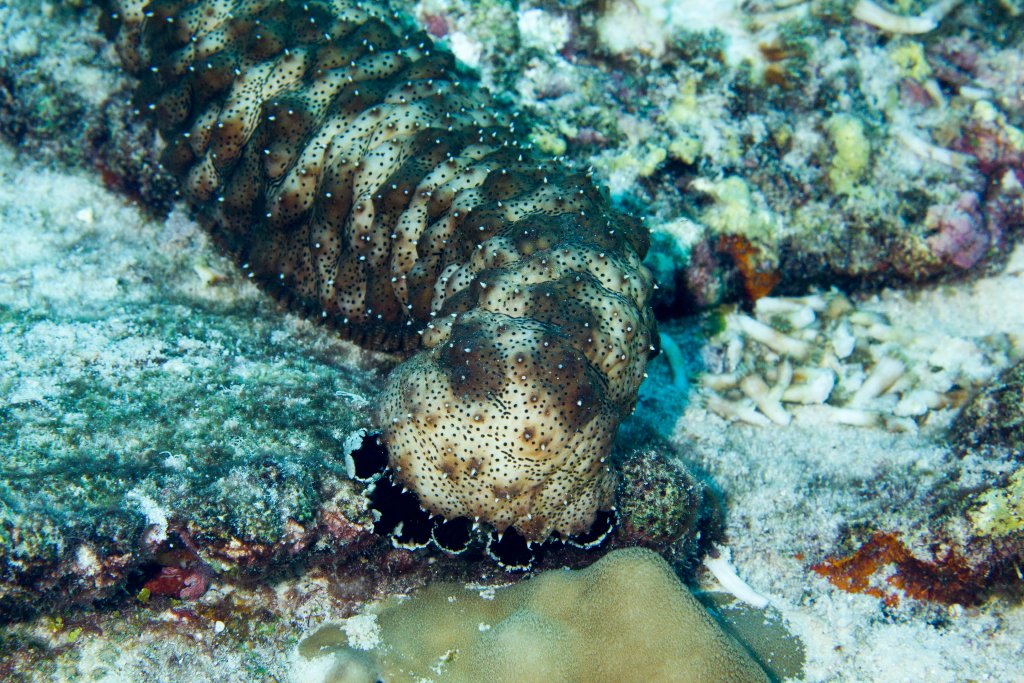 Black-spotted Sea Cucumber