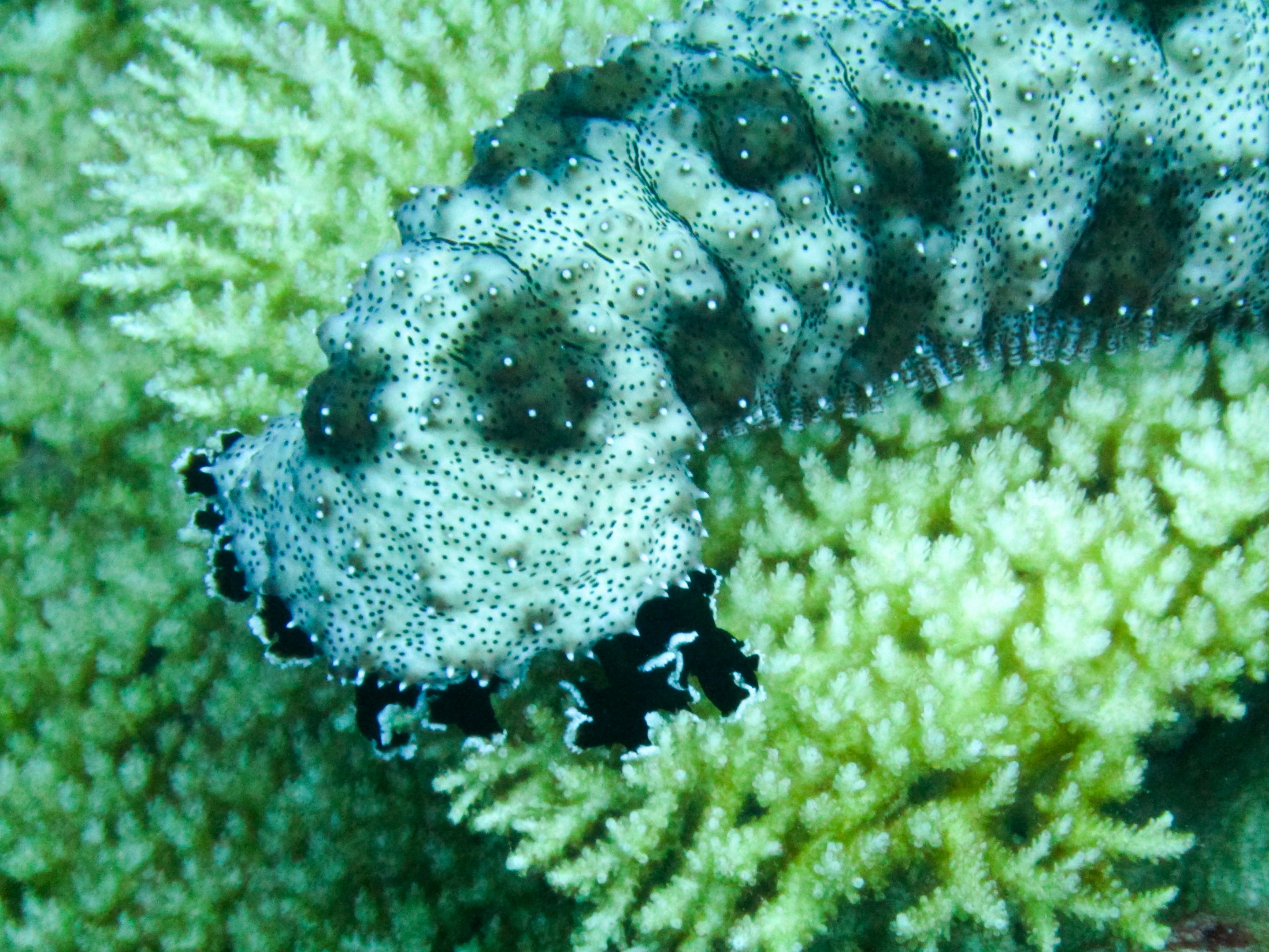 Black-spotted Sea Cucumber
