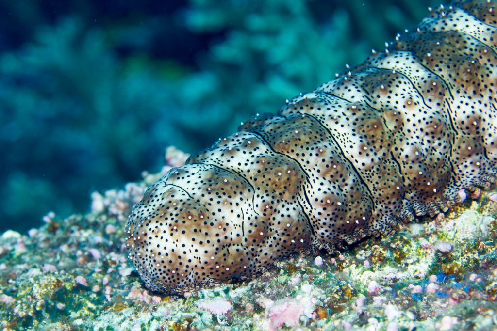 Black-spotted Sea Cucumber