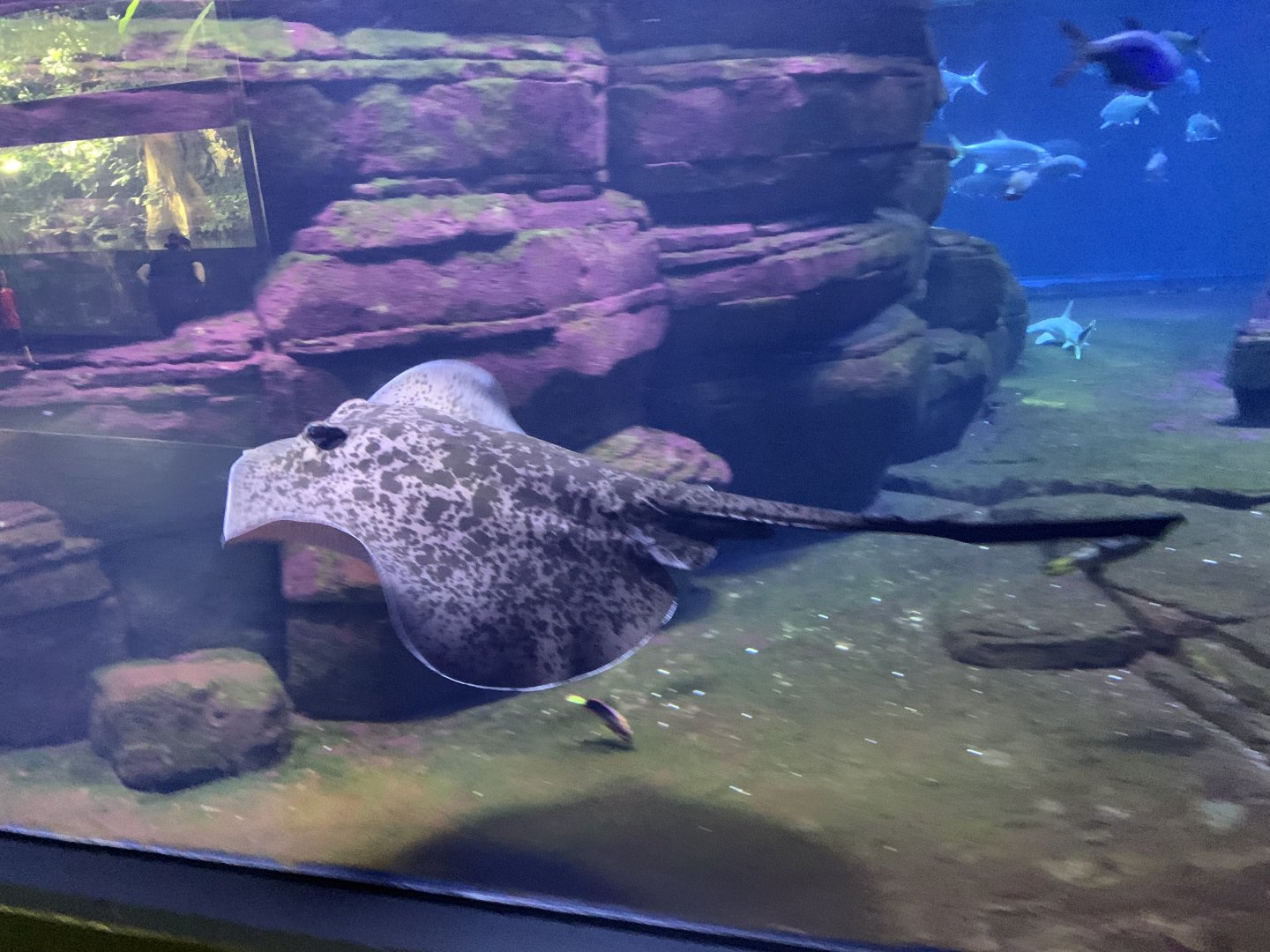 Black-spotted stingray