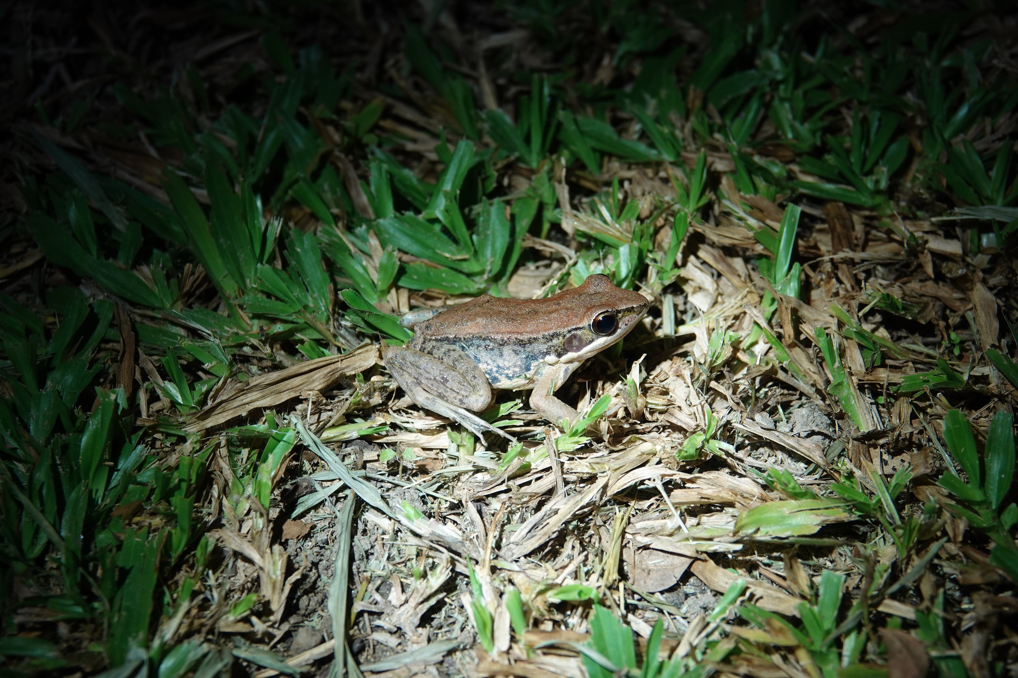 Black-spotted stream frog