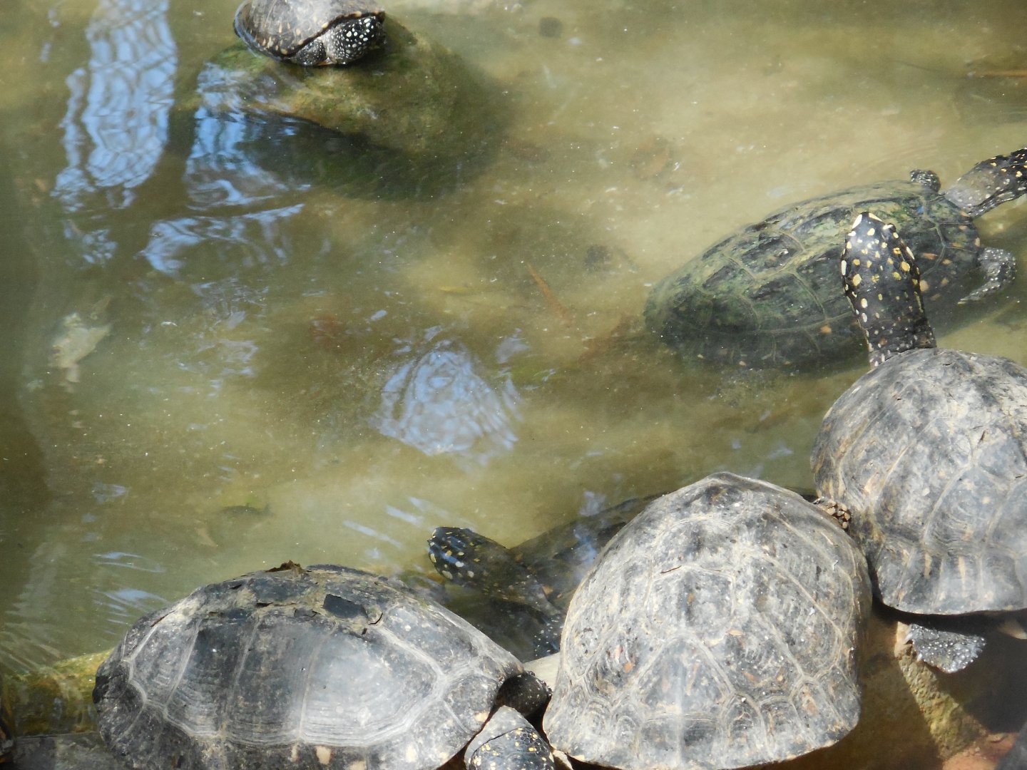 Black Spotted Terrapin (Geclemys hamiltonii) ?
