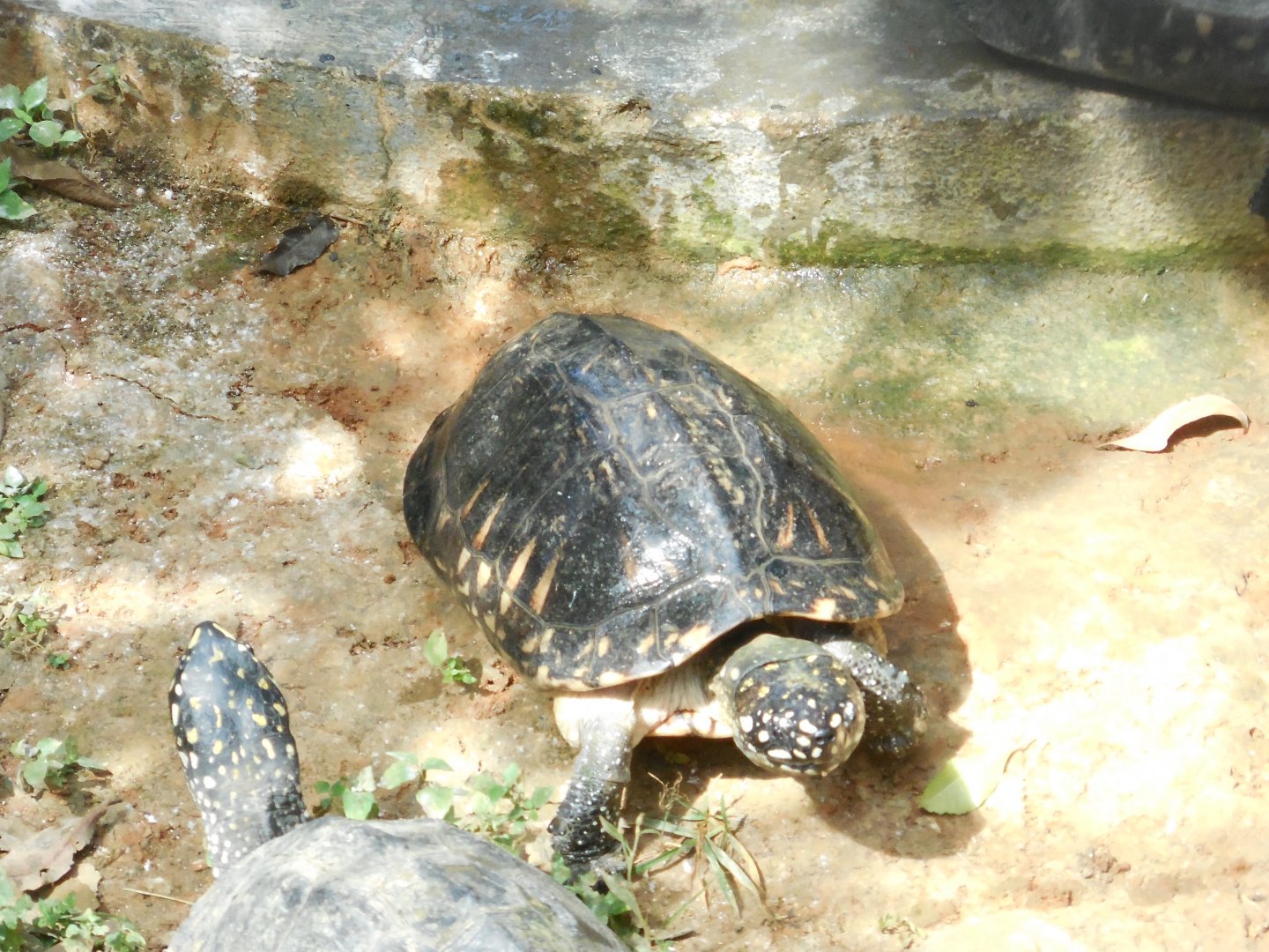 Black Spotted Terrapin (Geoclemys hamiltonii) ?