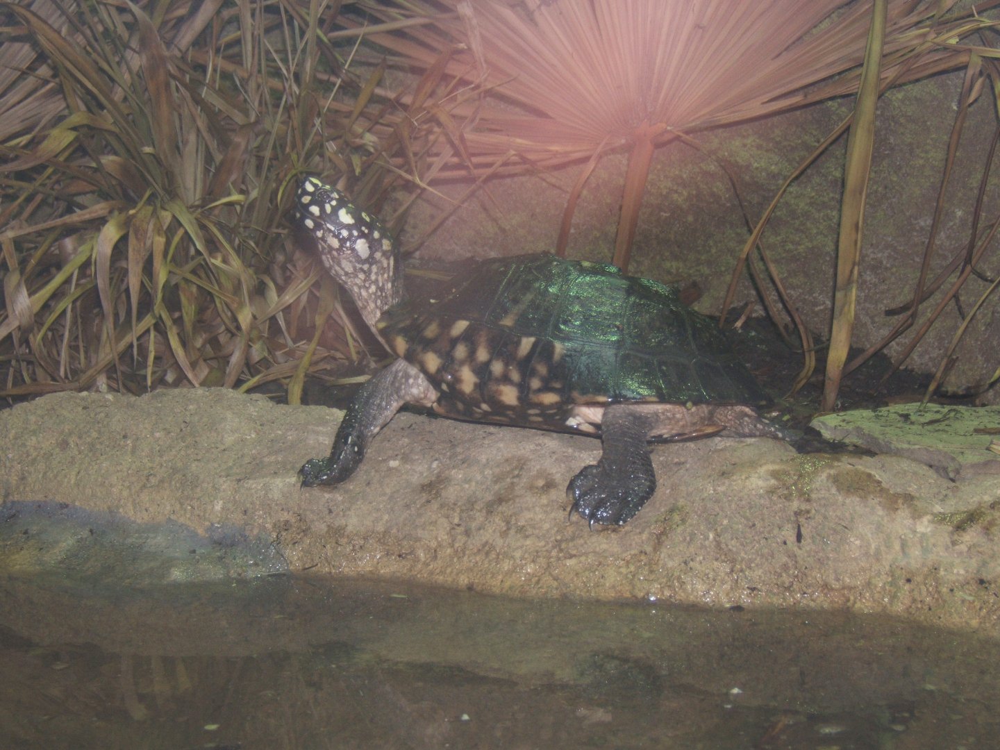 Black Spotted Turtle (Geoclemys hamiltoni)