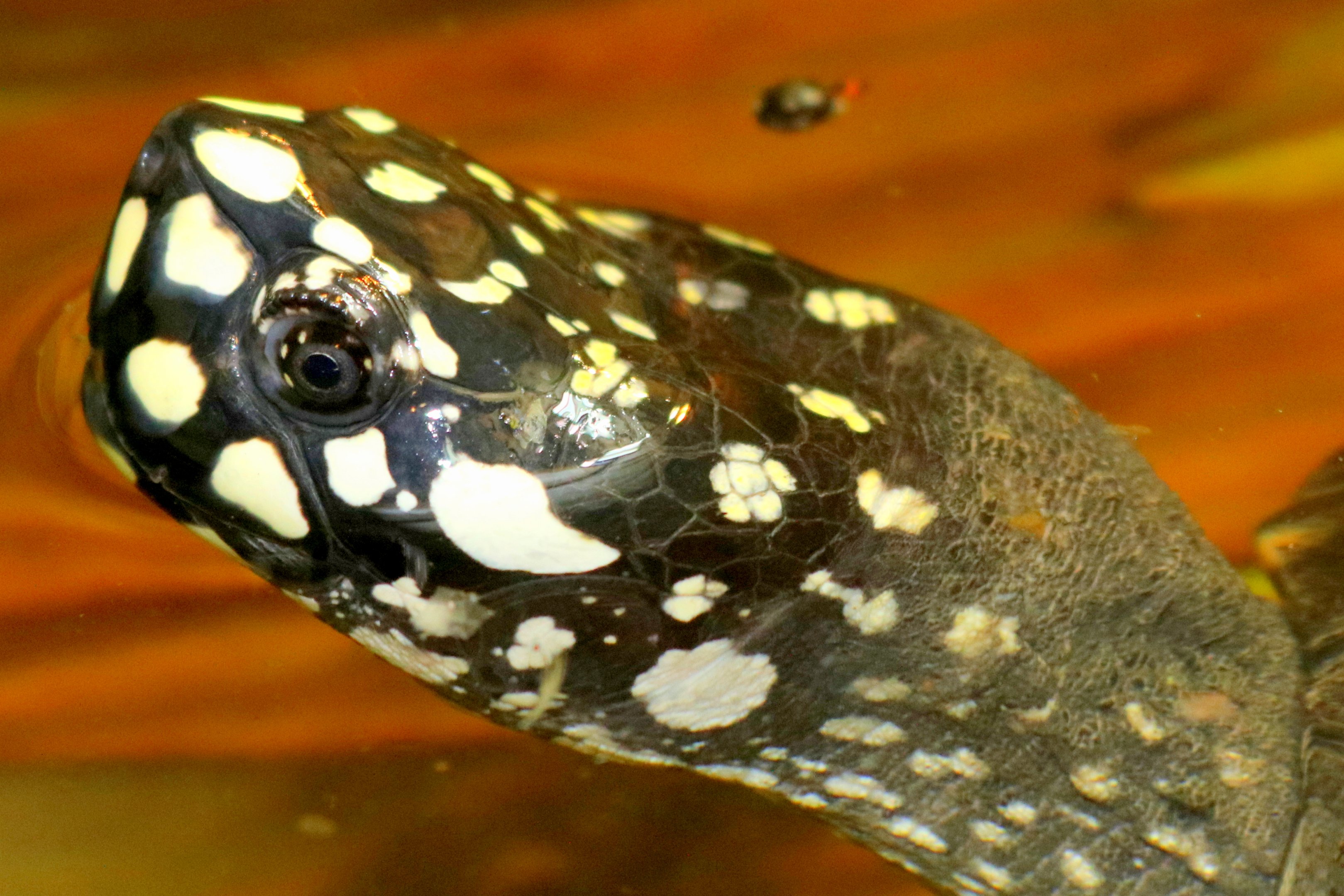 Black-spotted turtle; London Zoo; 24th February 2018