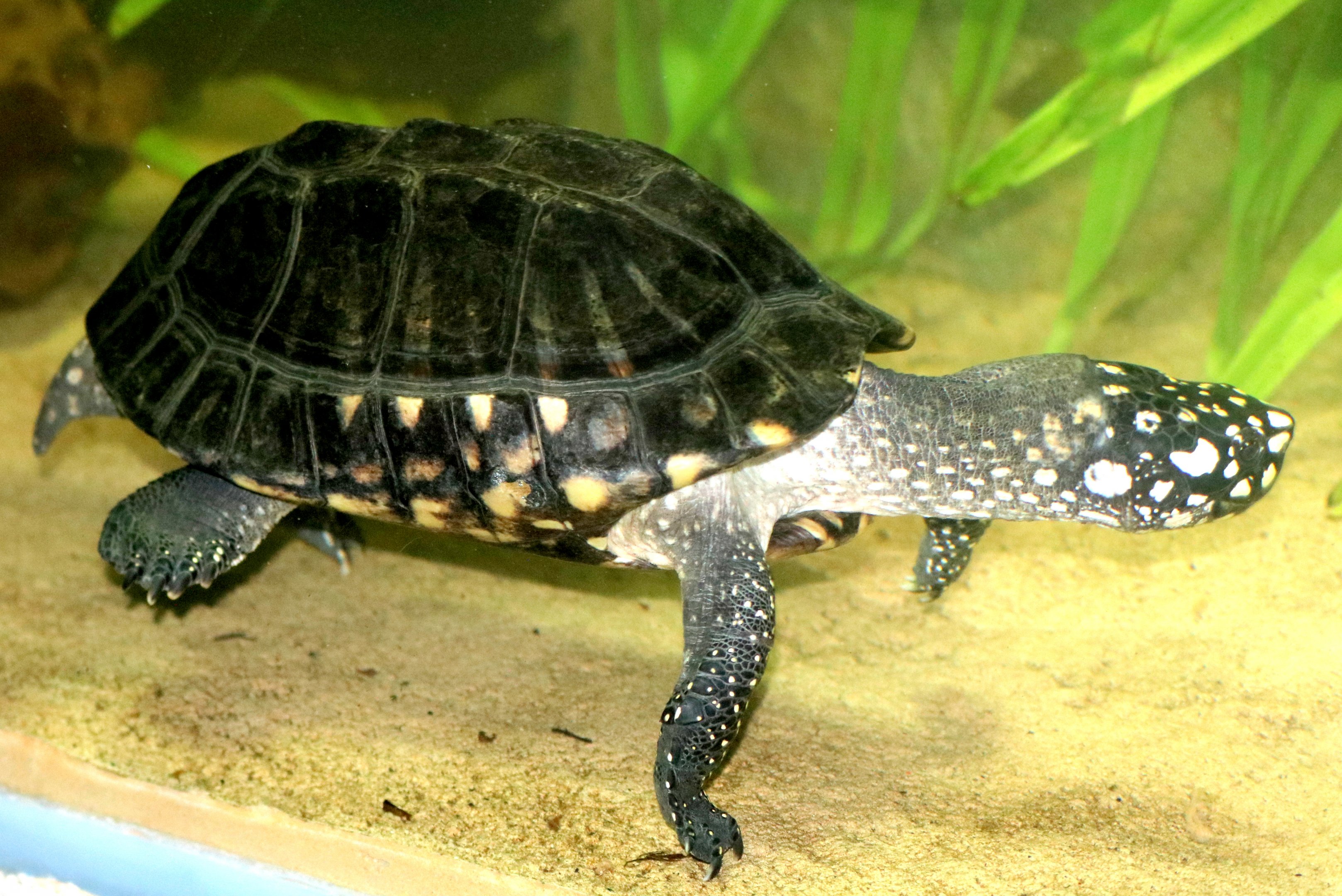 Black spotted turtle;  London Zoo; 7th February 2019