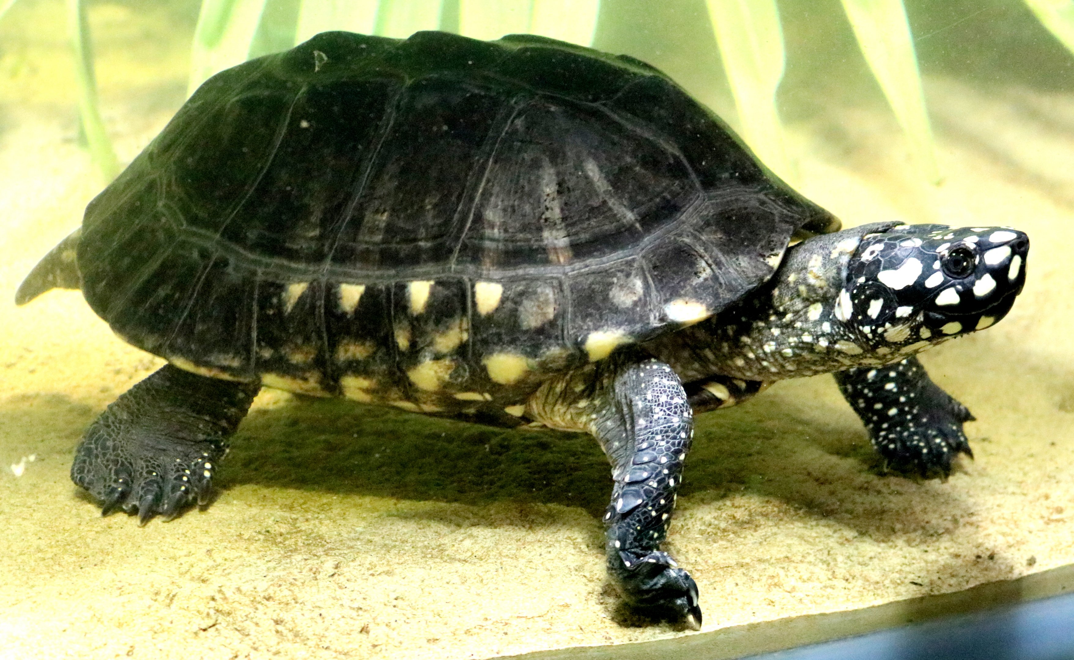Black spotted turtle; London Zoo; 7th February 2019