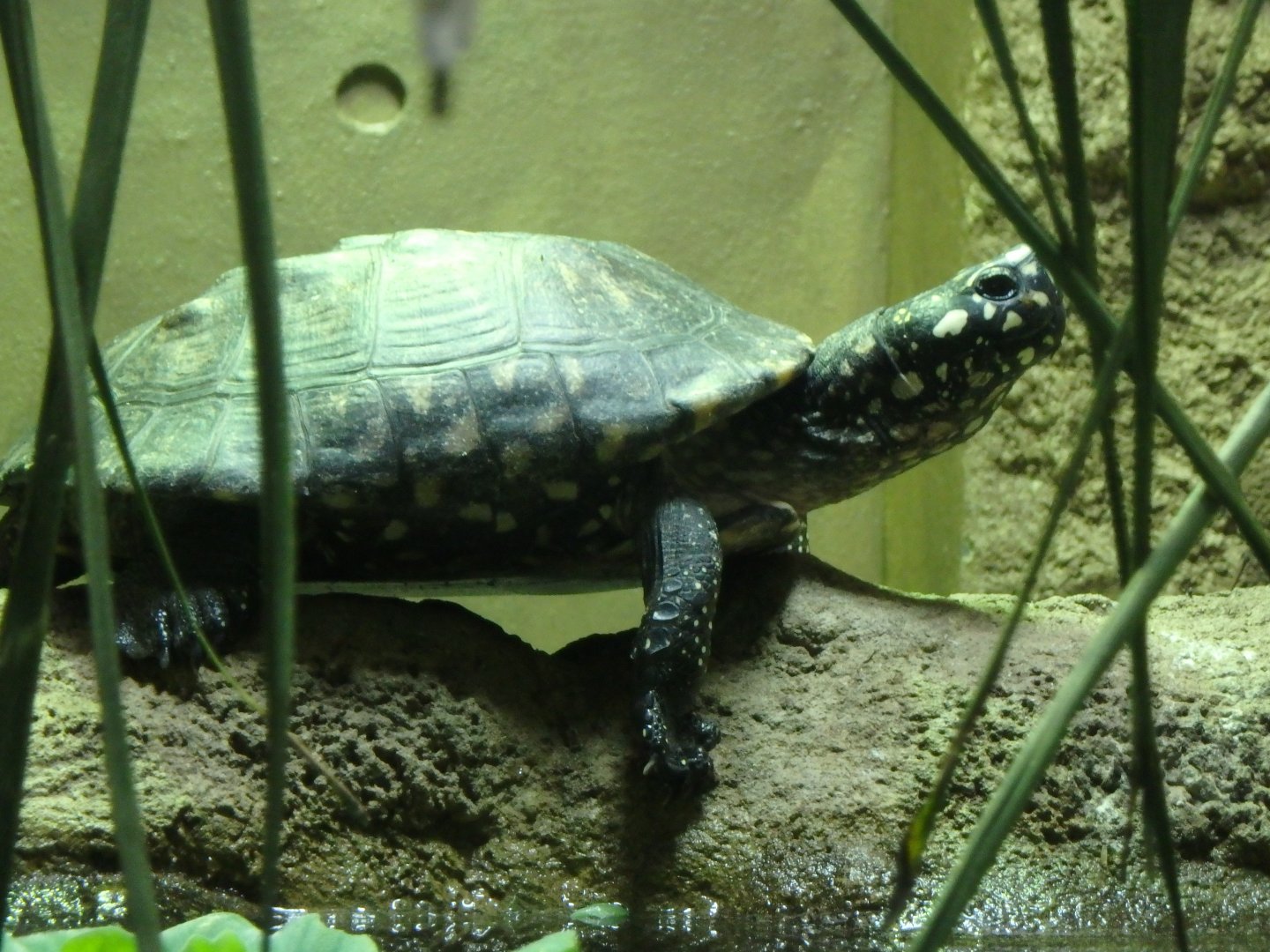 Black spotted turtle