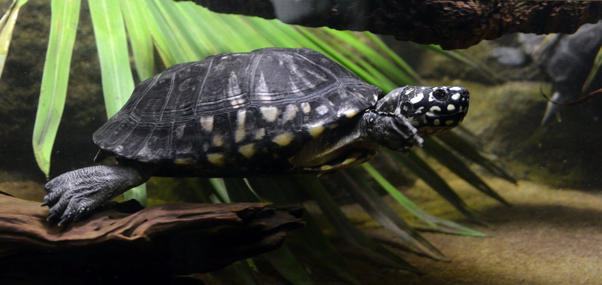 Black spotted turtle