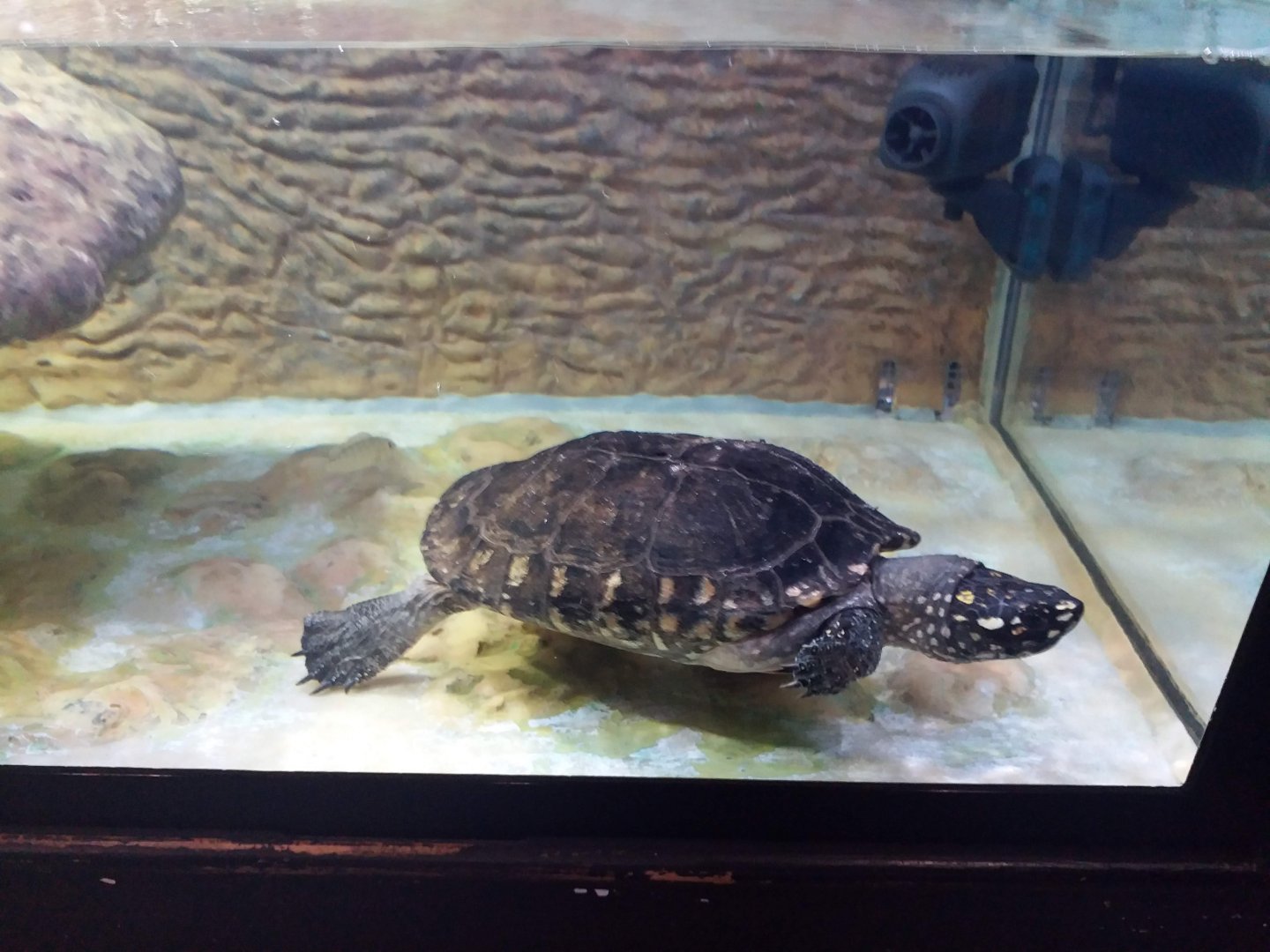 Black spotted turtle