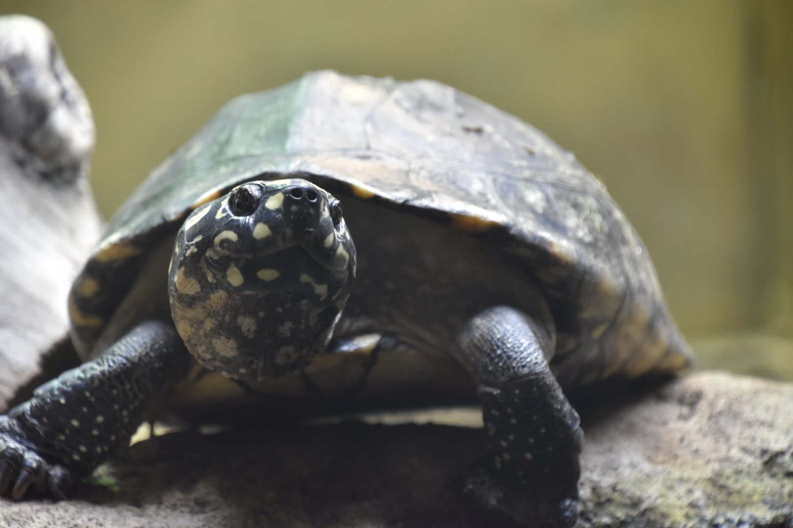 Black spotted turtle