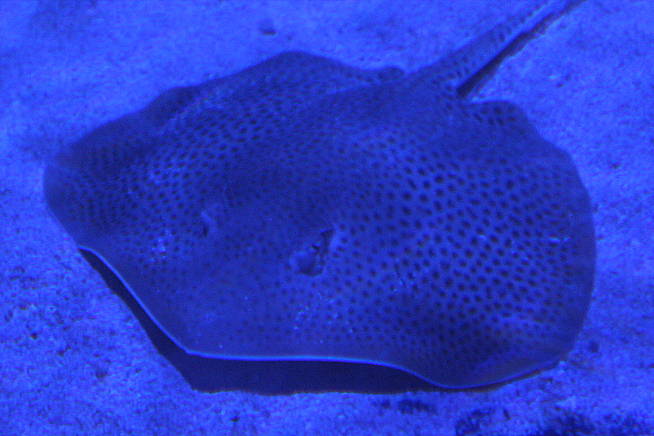Black-spotted whipray (Maculabatis astra) - BXSea