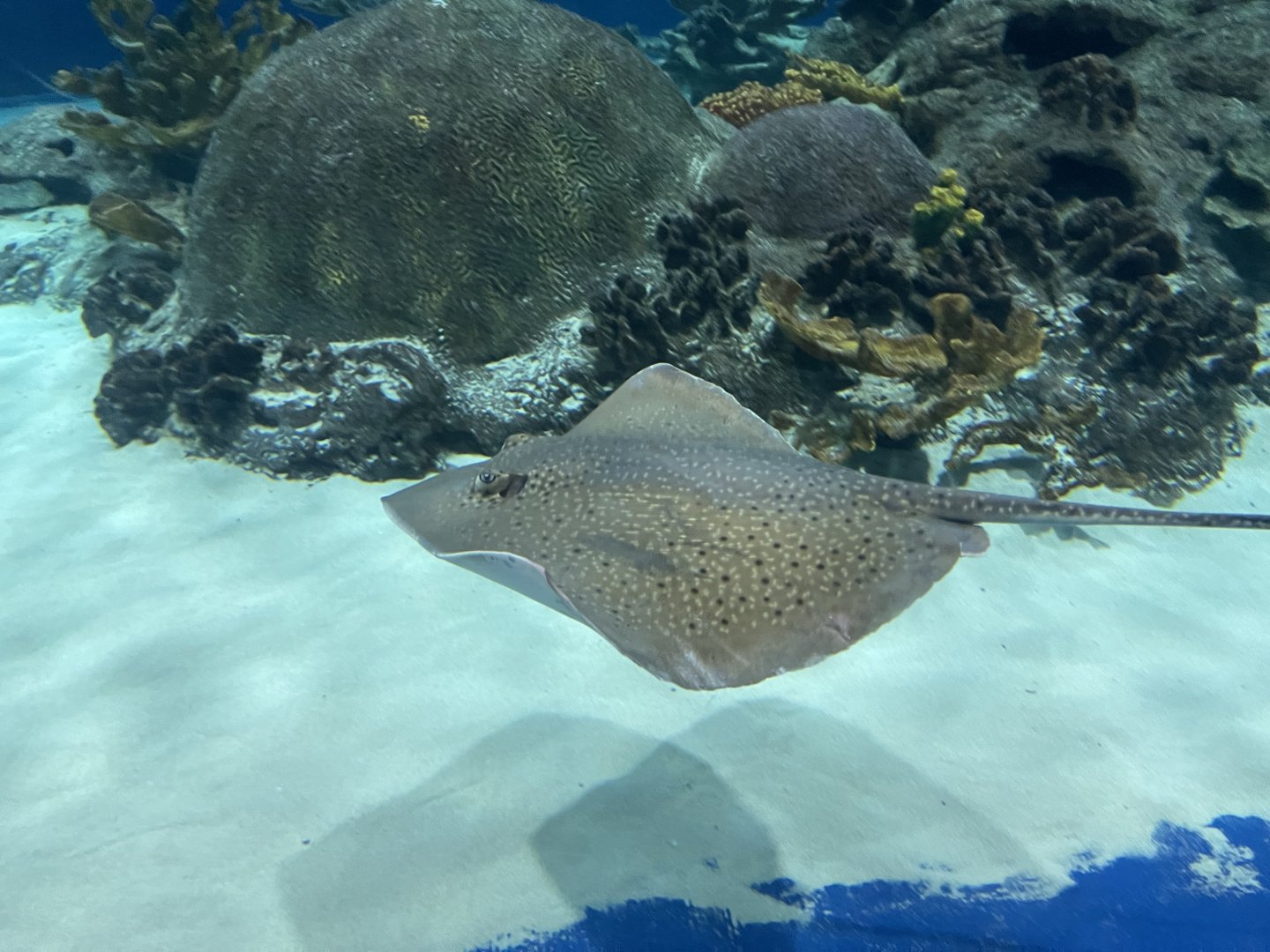Black-spotted whipray (Maculabatis astra) in the Deep Ocean’s Caribbean tank