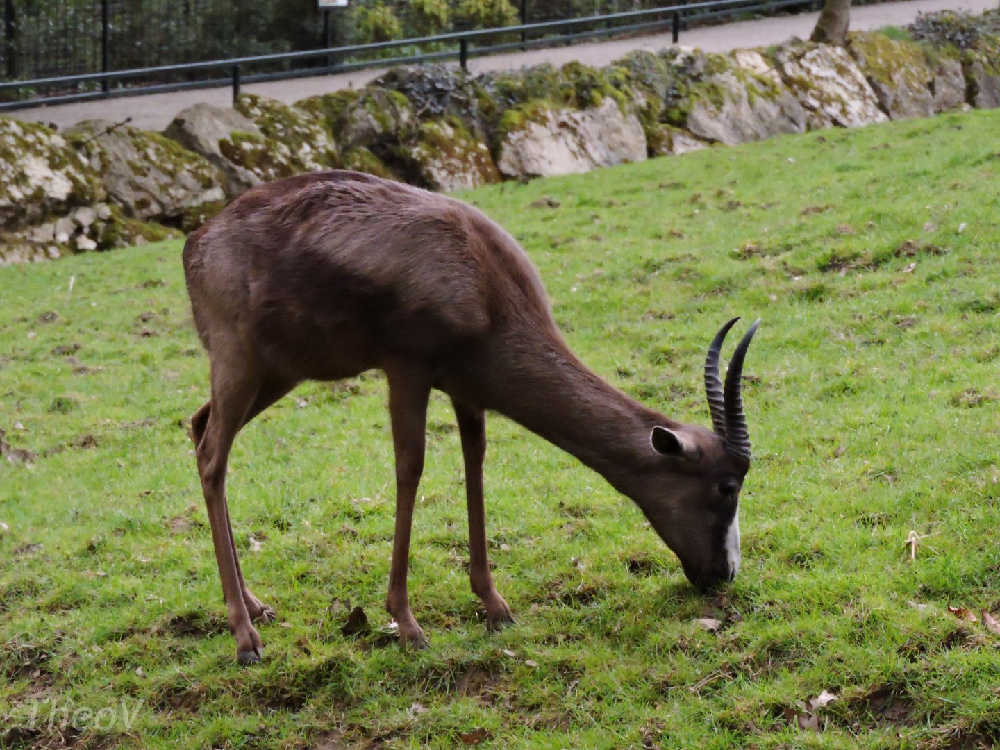 Black springbok [2015]