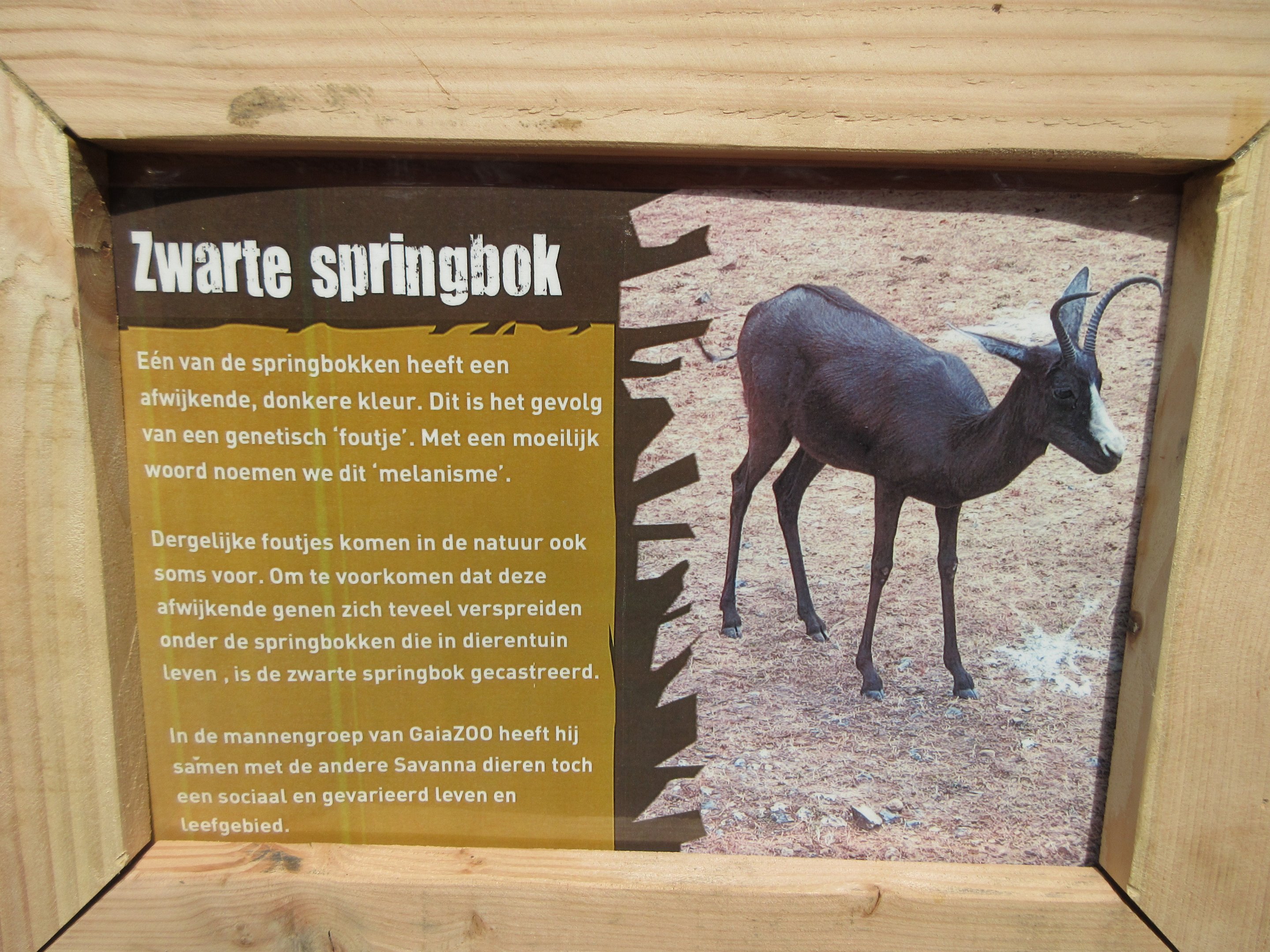 Black Springbok Sign