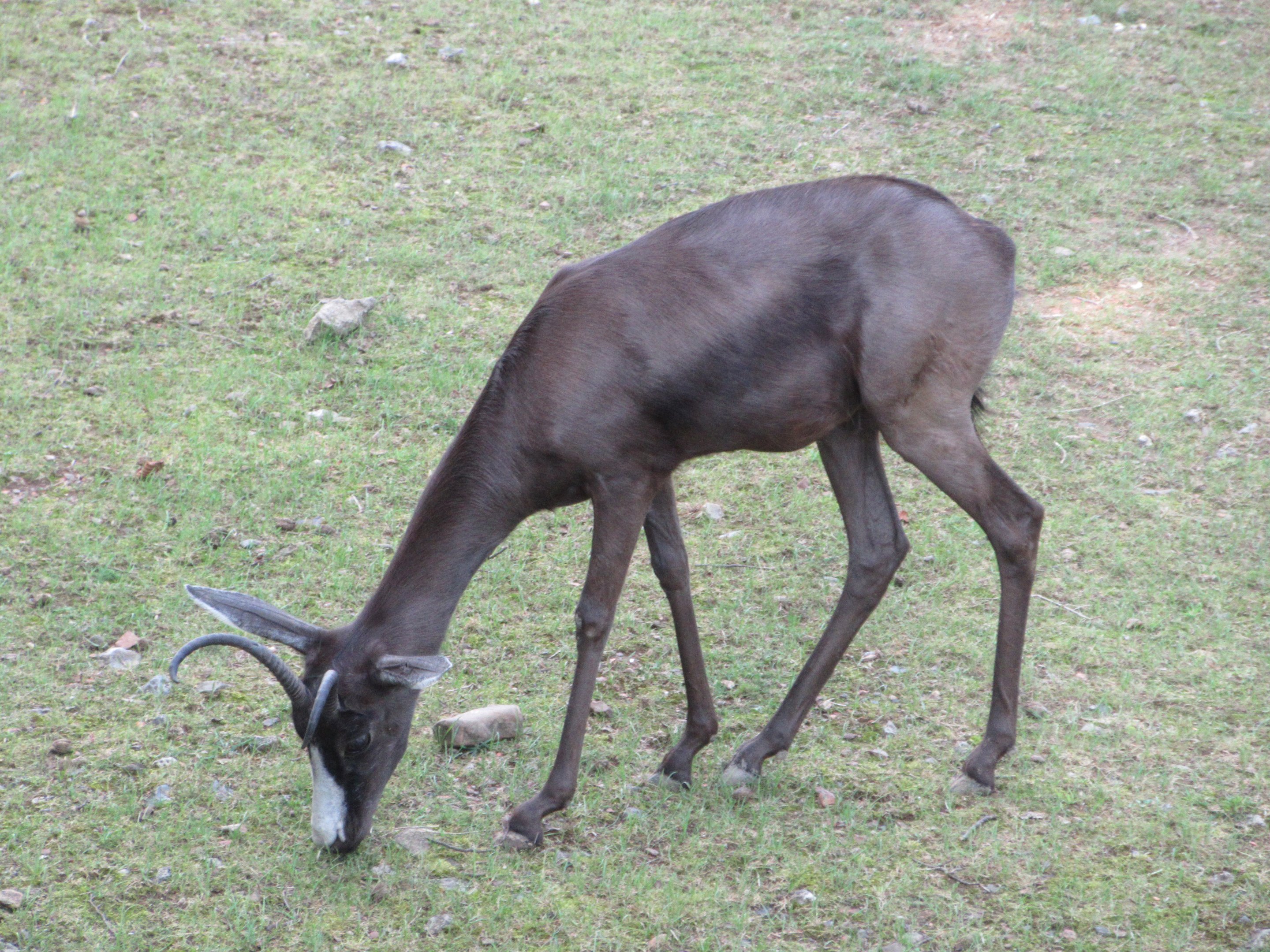 Black Springbok (very rare!)