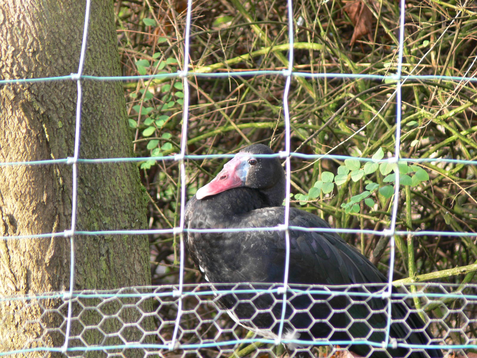 Black Spur-wing Goose at Martin Mere WWT 08/12/12