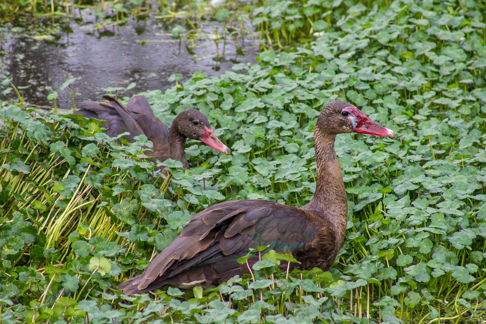 Black Spur-Winged Geese