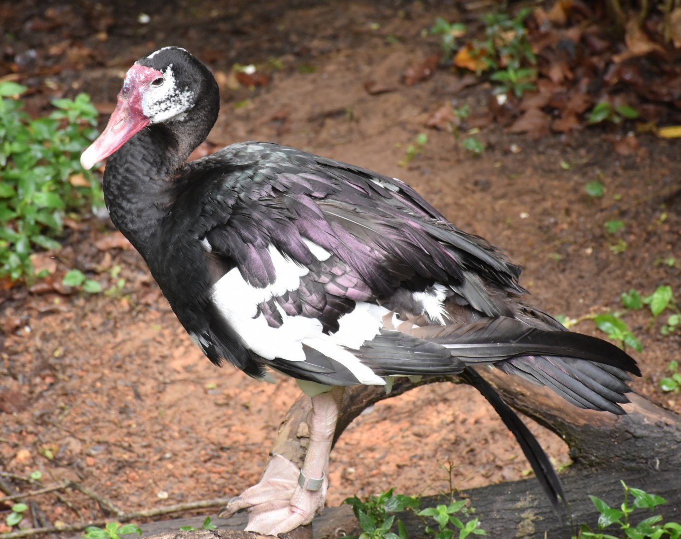Black Spur-winged Goose (Plectropterus gambensis niger)