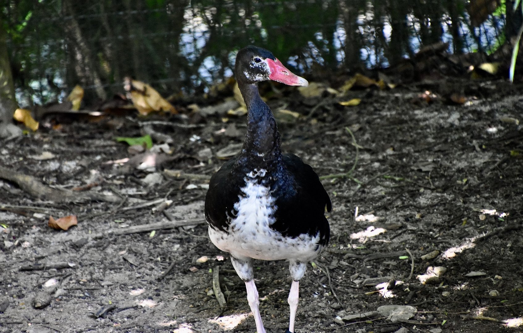 Black Spur-Winged Goose (Plectropterus gambensis niger)
