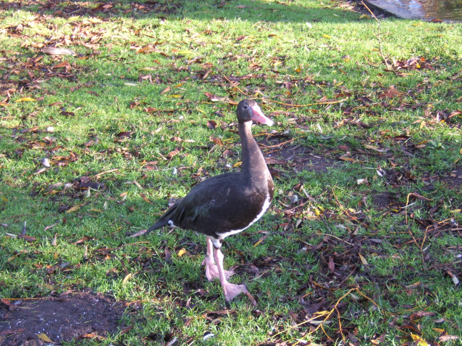 Black Spur-winged Goose