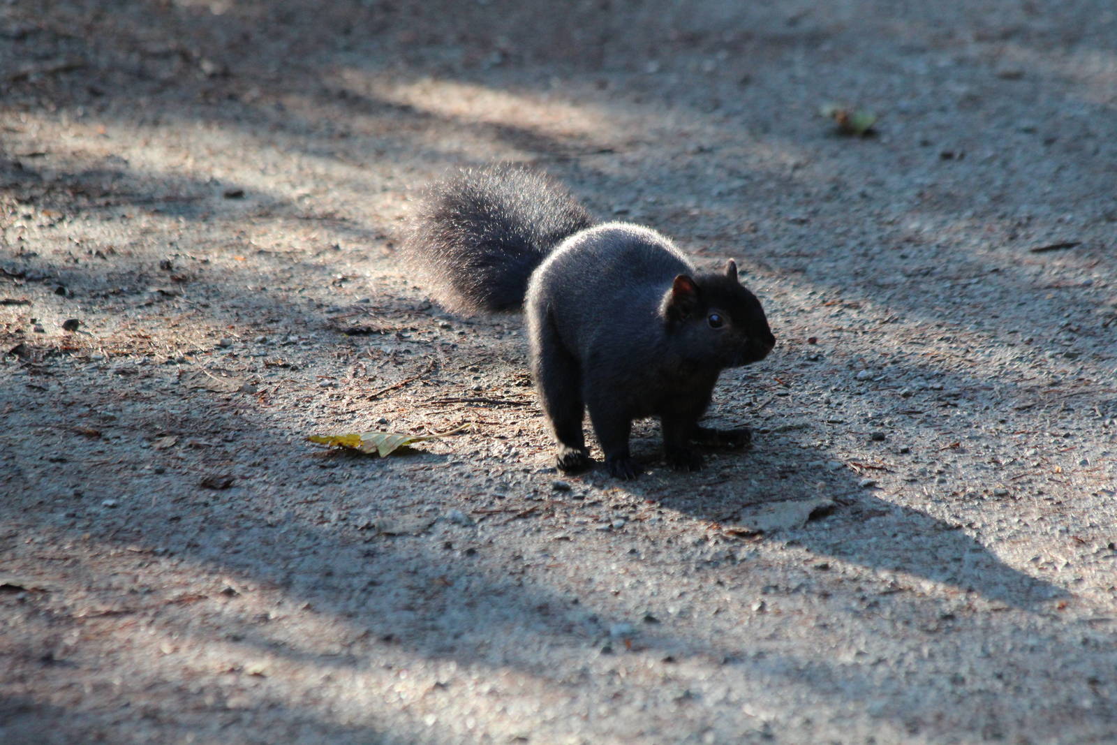 Black Squirrel - Nov 2014
