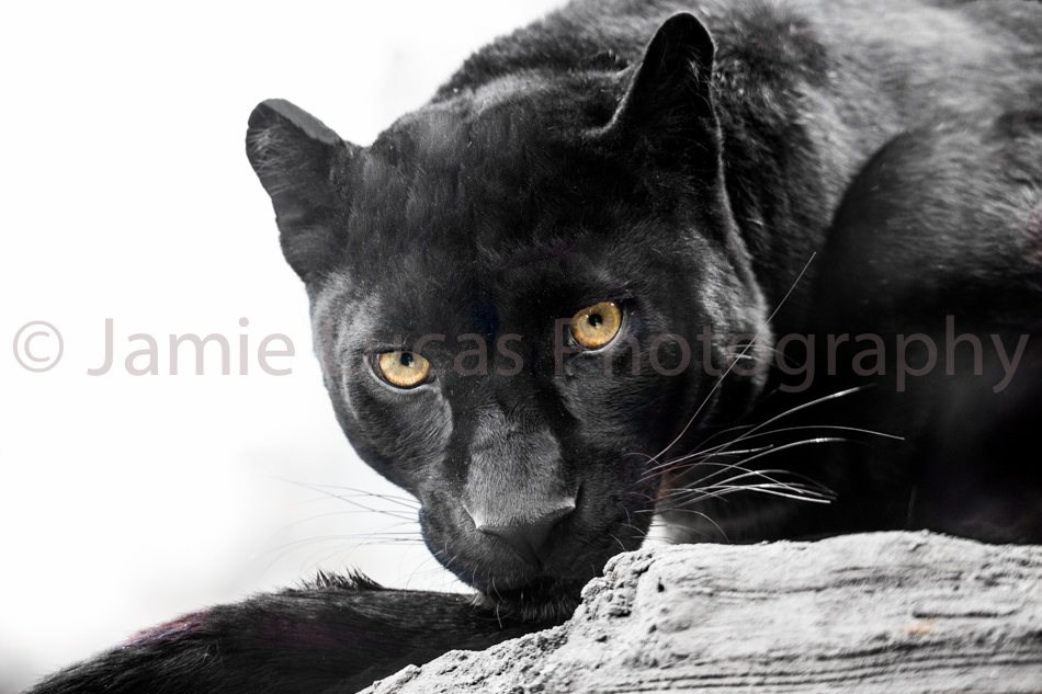 Black (Sri-Lankan?) Leopard