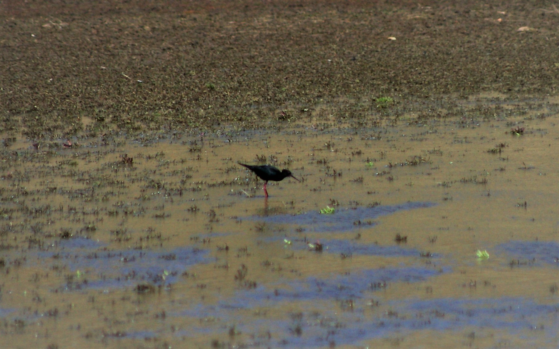 Black Stilt (Himantopus novaezelandiae)