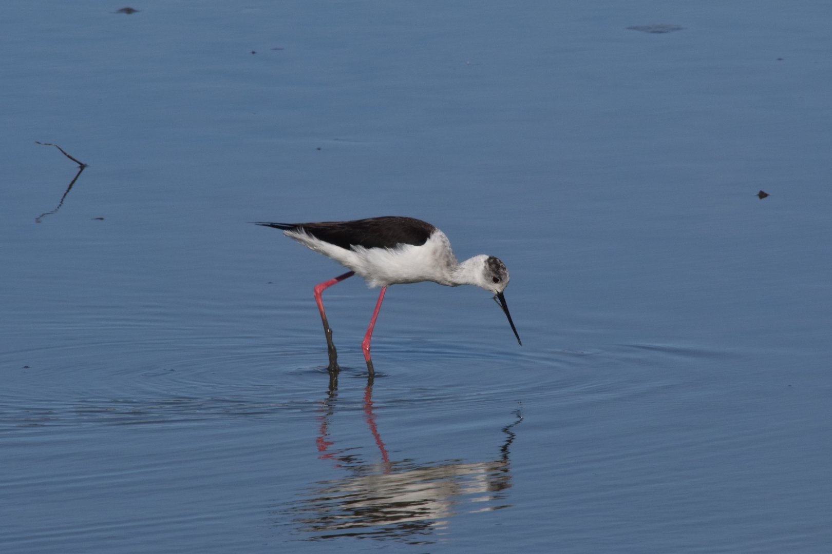 Black stilt - Parc Ornithologique de Pont de Gau