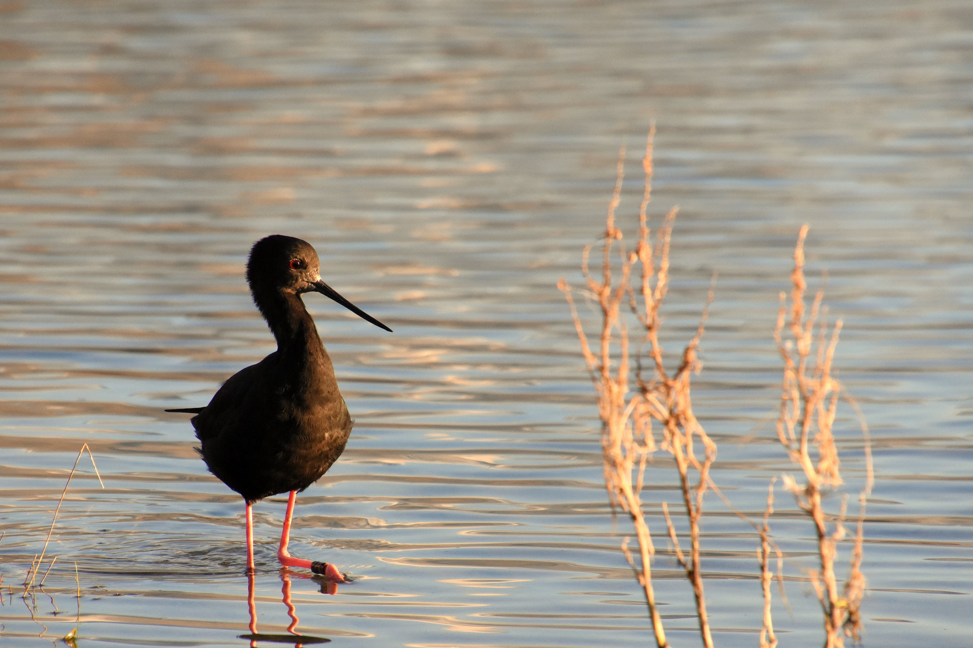 Black stilt
