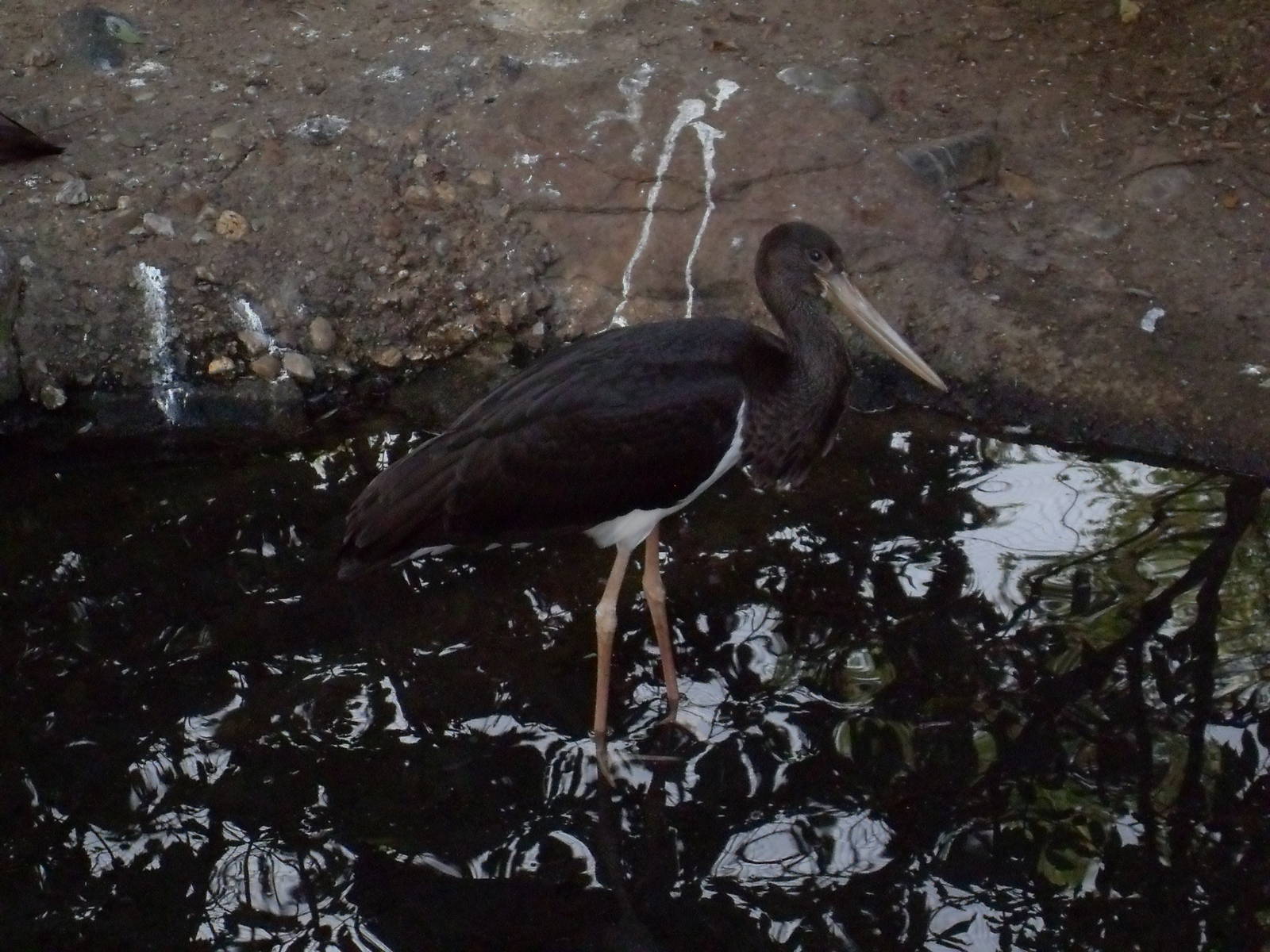black stork 030910