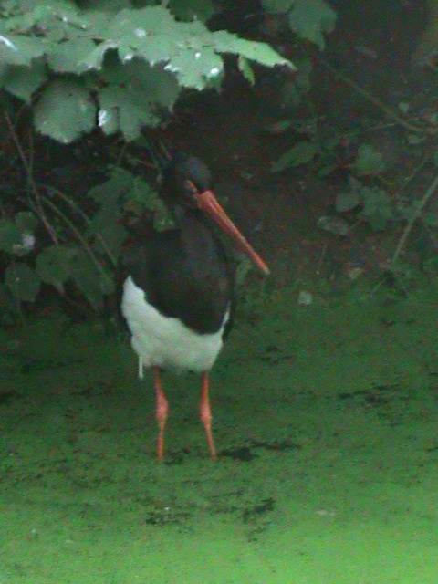 black stork 080811