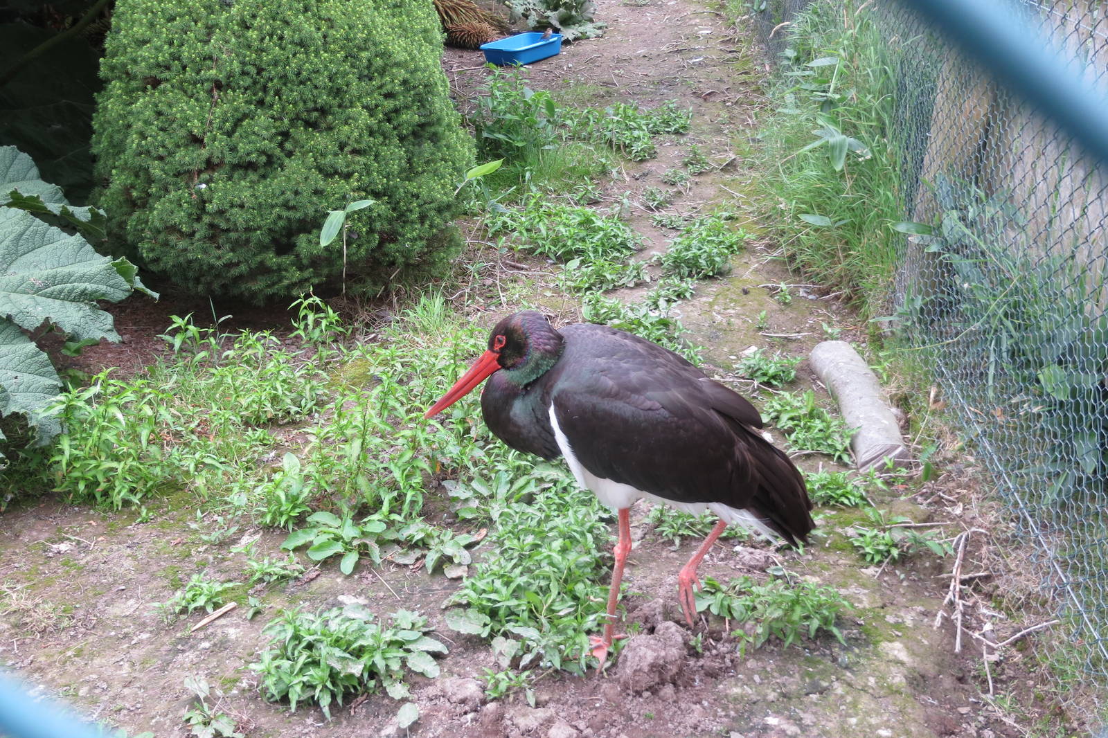 Black Stork 090815