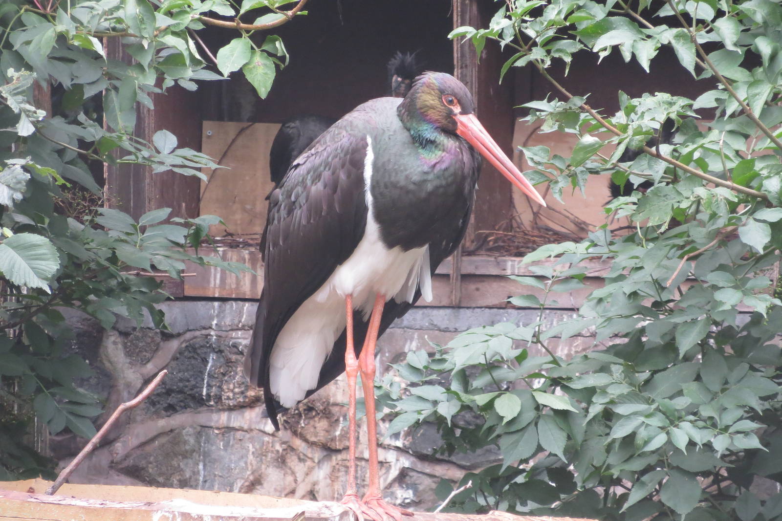 Black Stork 090815