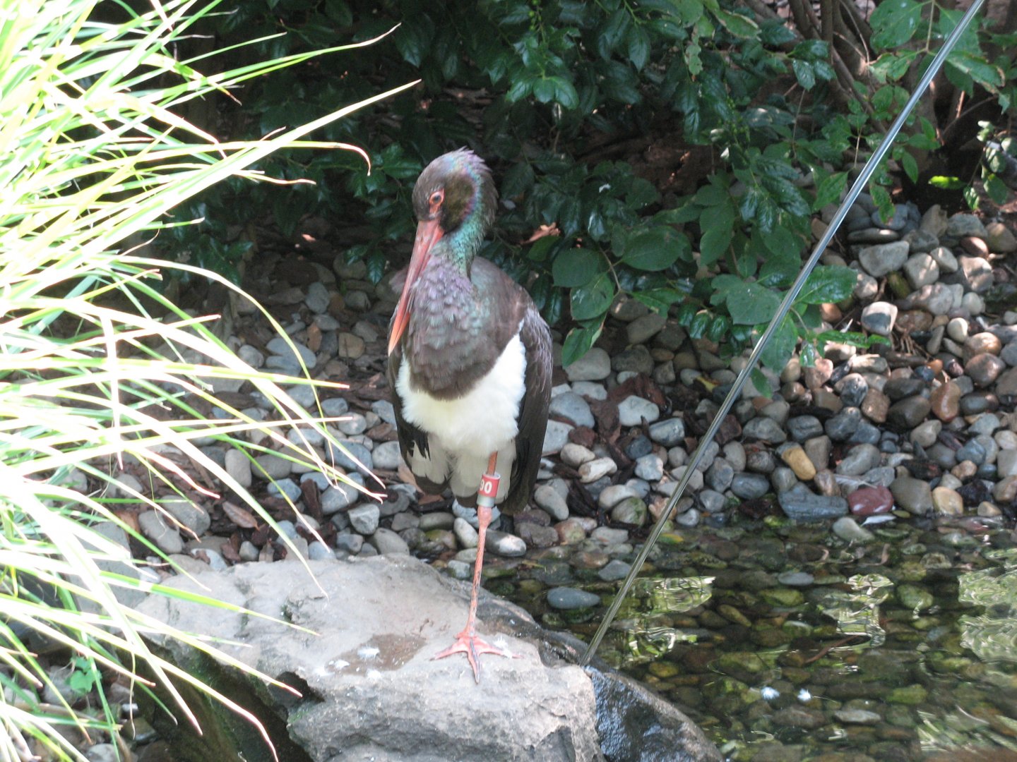 Black Stork (2008)