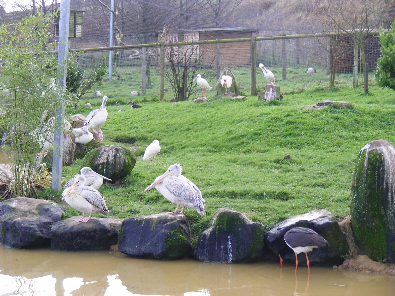 Black stork, African spoonbills and pink-backed pelicans at Blackbrook Zoo,