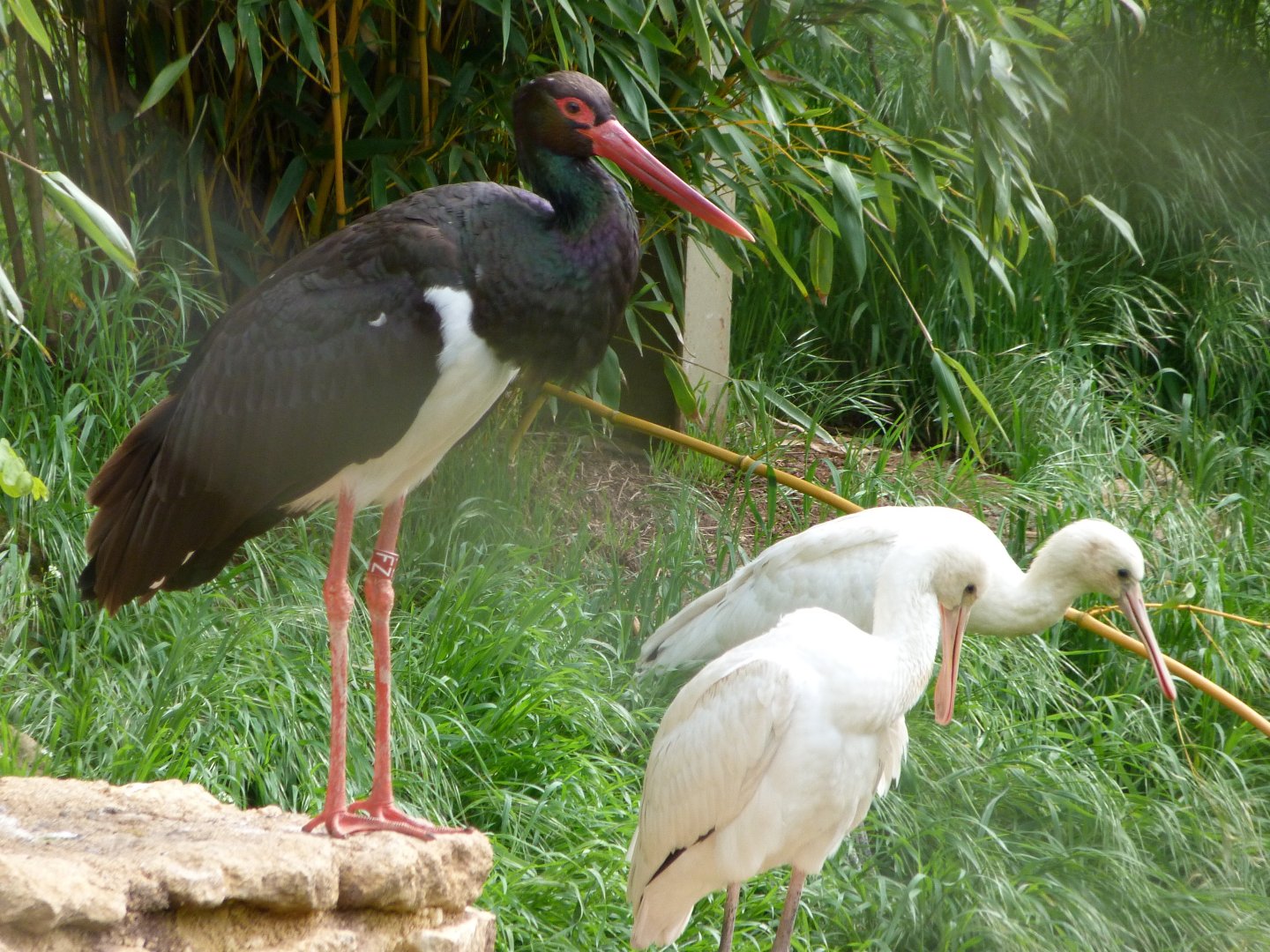Black stork and Eurasian spoonbills -Bioparc de Doué la Fontaine (2025)
