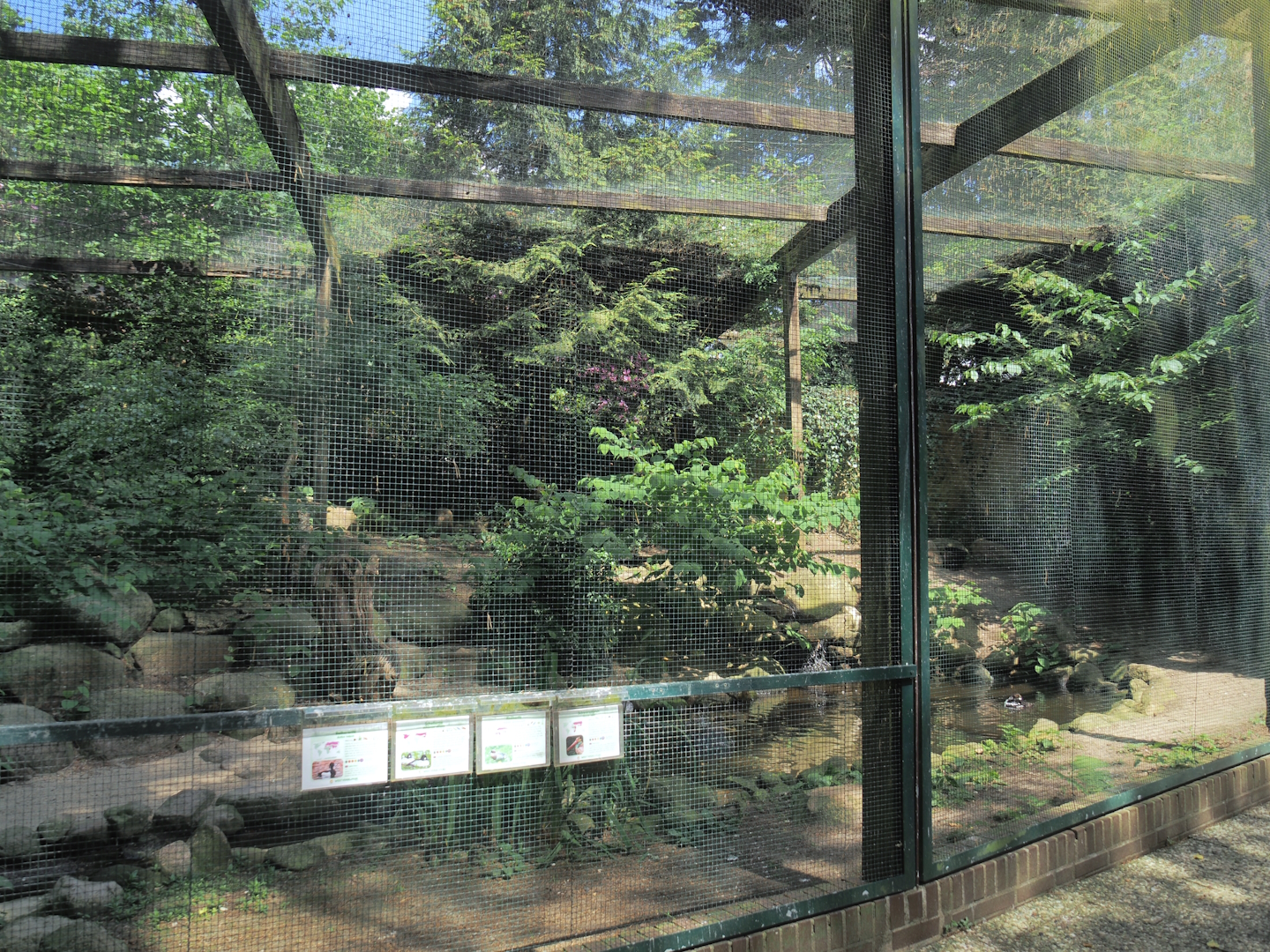 Black stork and Waterfowl aviary, 2024-05-21