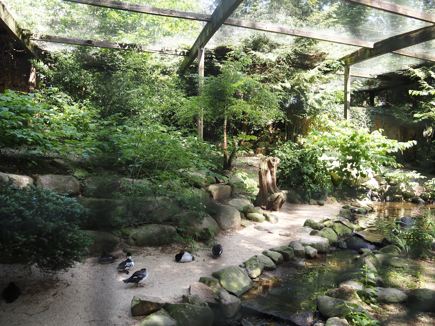 Black stork and Waterfowl aviary, 2024-05-21