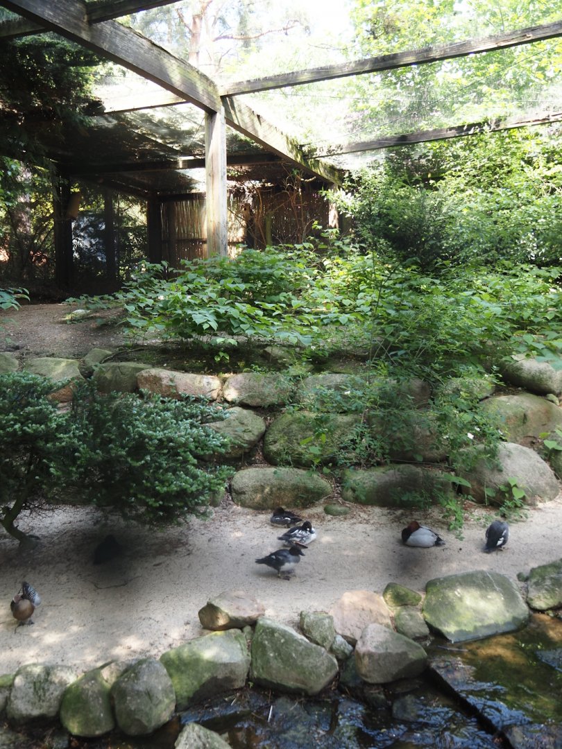 Black stork and Waterfowl aviary, 2024-05-21