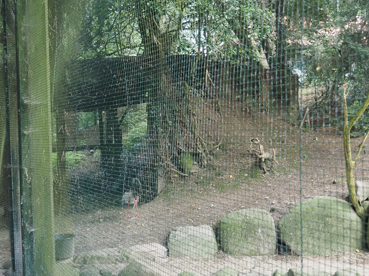 Black stork and Waterfowl aviary shelter, 2024-05-24