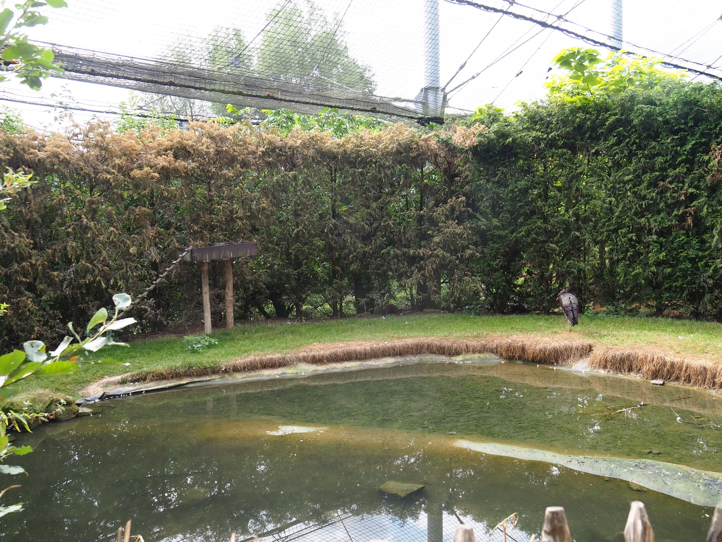 Black stork area in large aviary (Aug 28th, 2018)