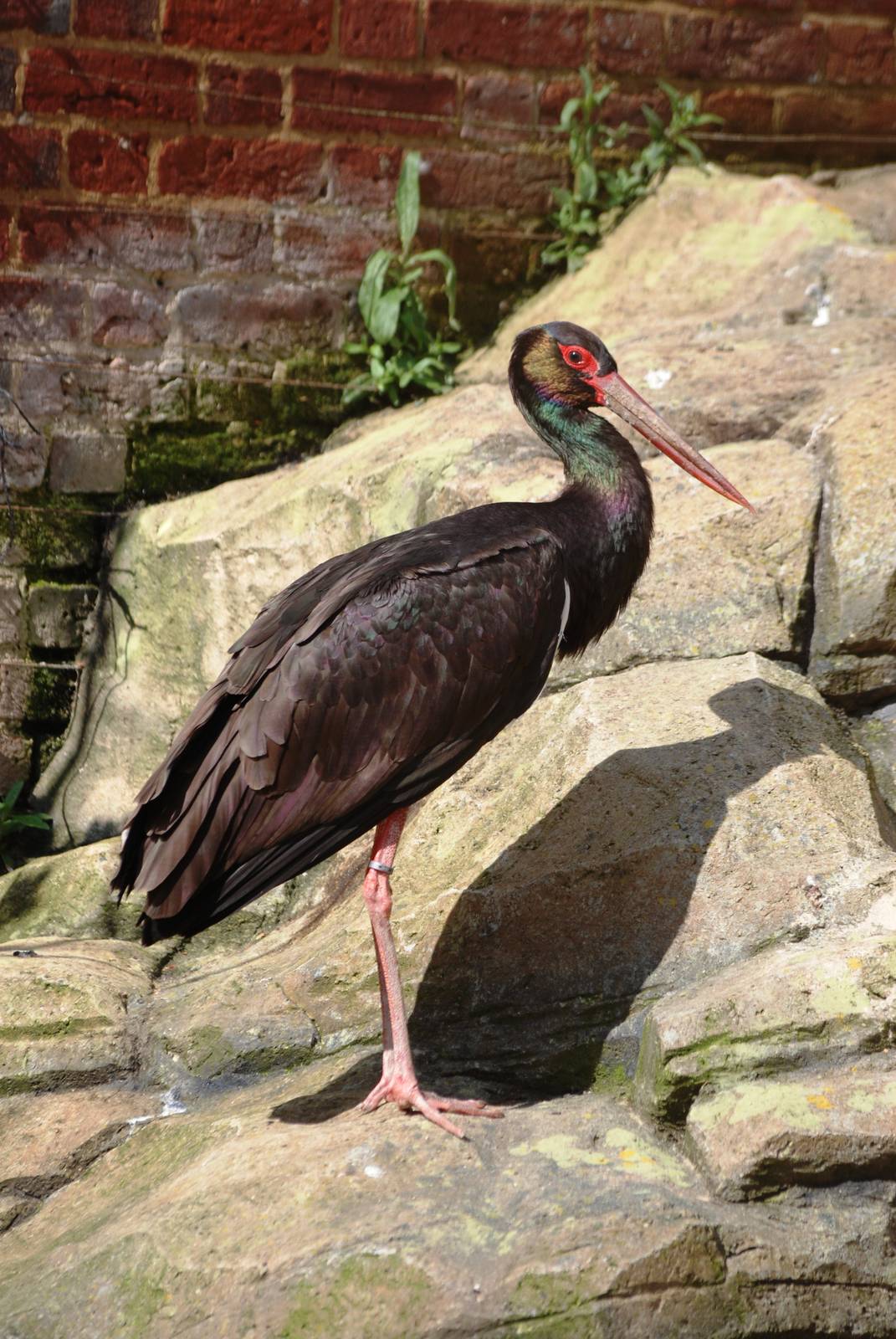 Black Stork at Cotswold WP, 12/05/12