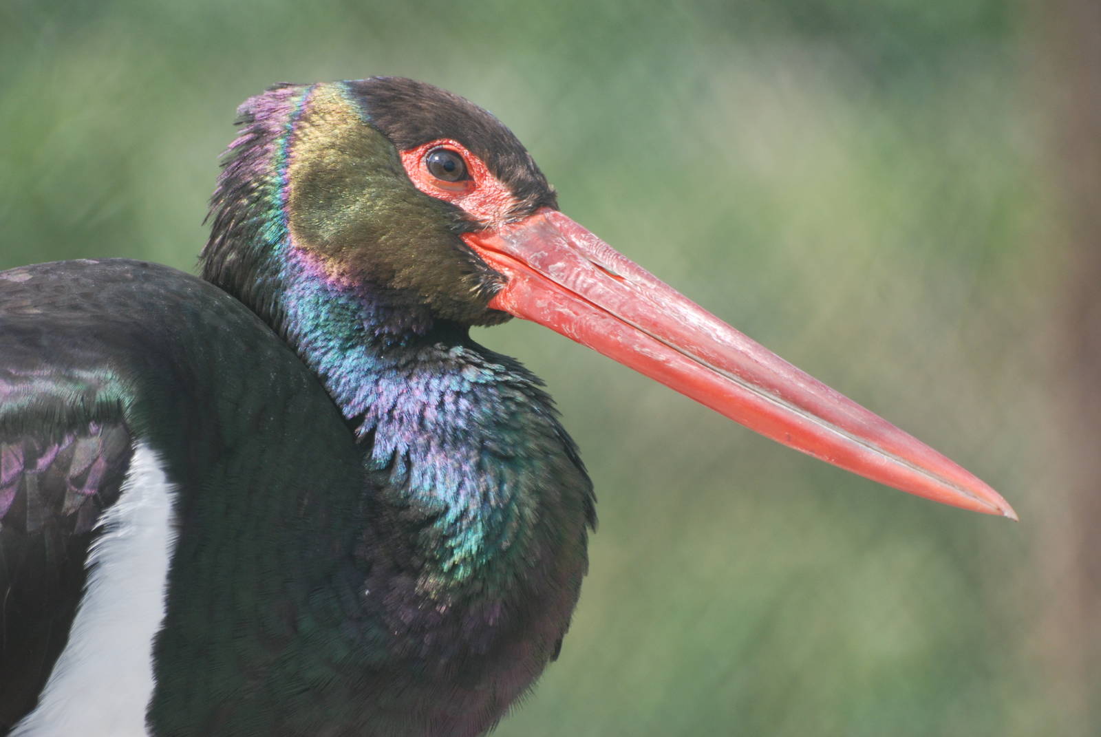 Black Stork at De Paay, 02/06/12